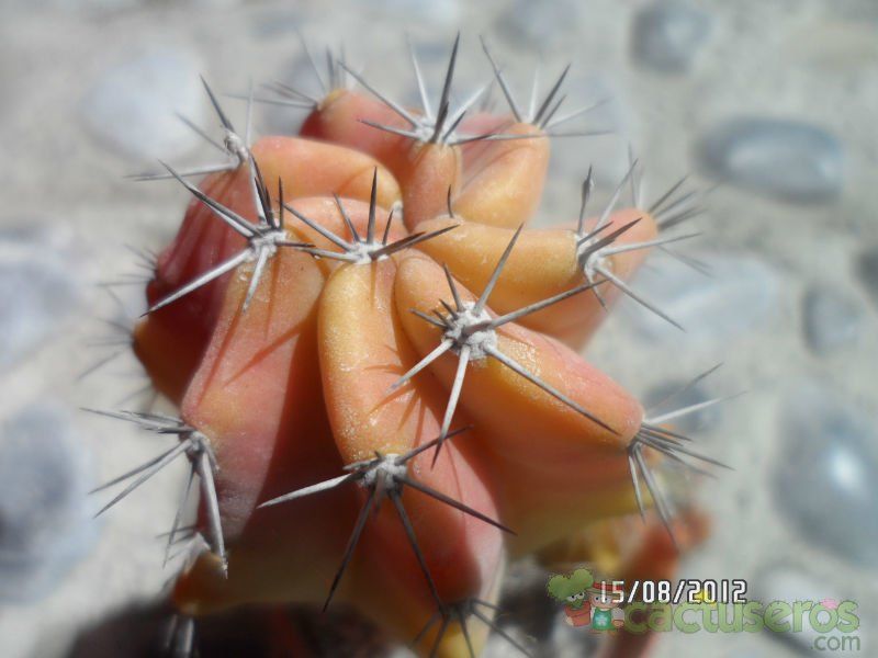 A photo of Cereus peruvianus fma.variegada