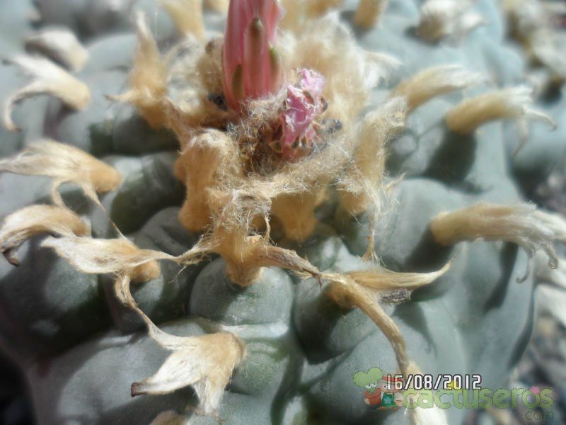 Una foto de Lophophora williamsii