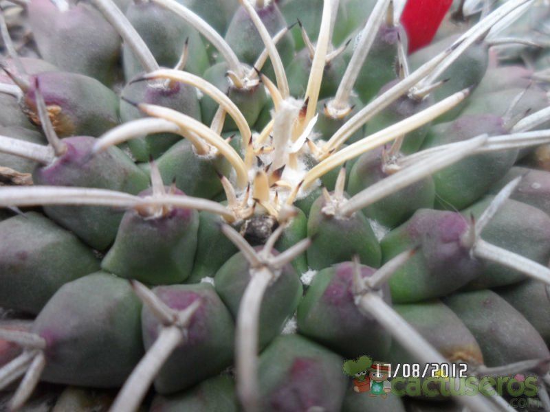 A photo of Mammillaria magnimamma