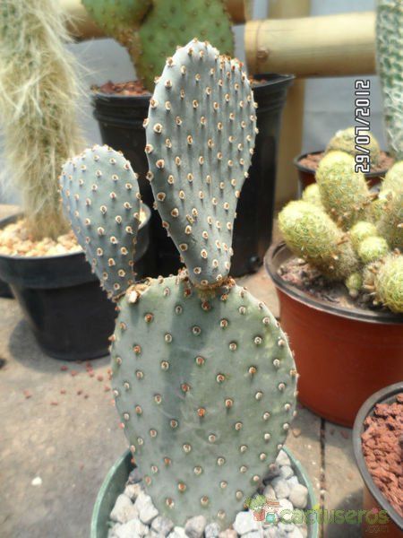 Una foto de Opuntia basilaris