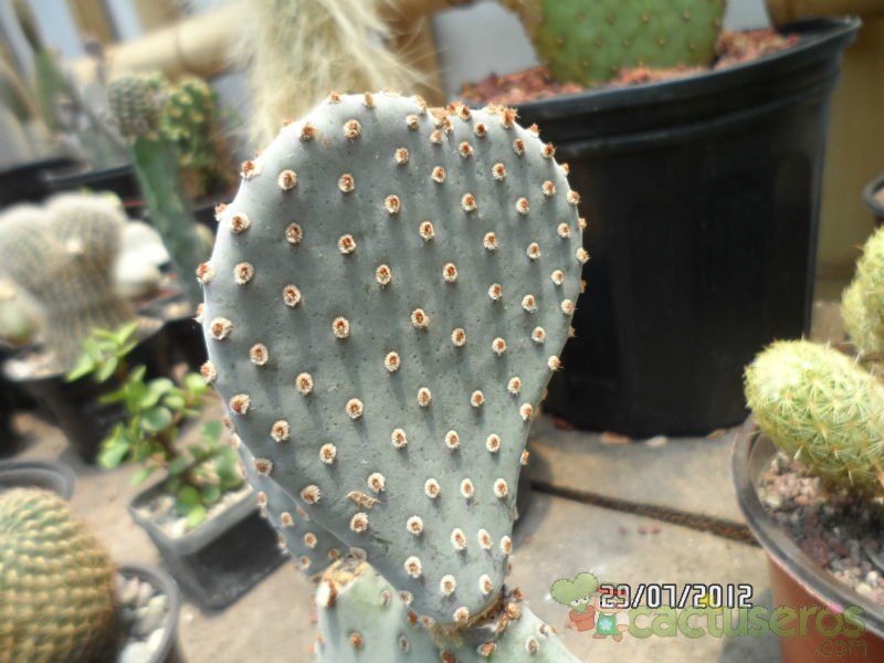 Una foto de Opuntia basilaris