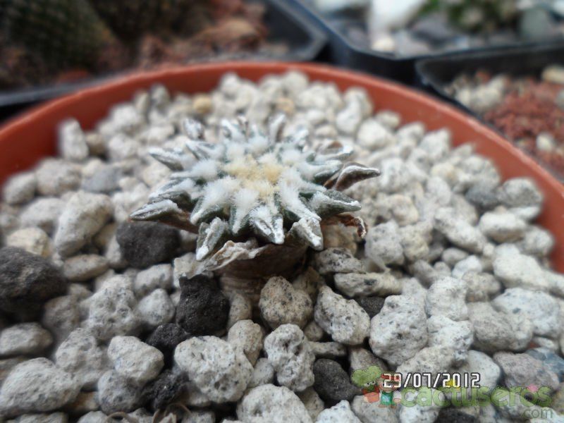 A photo of Ariocarpus kotschoubeyanus