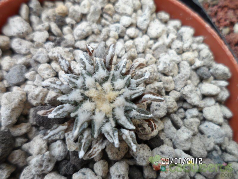 A photo of Ariocarpus kotschoubeyanus