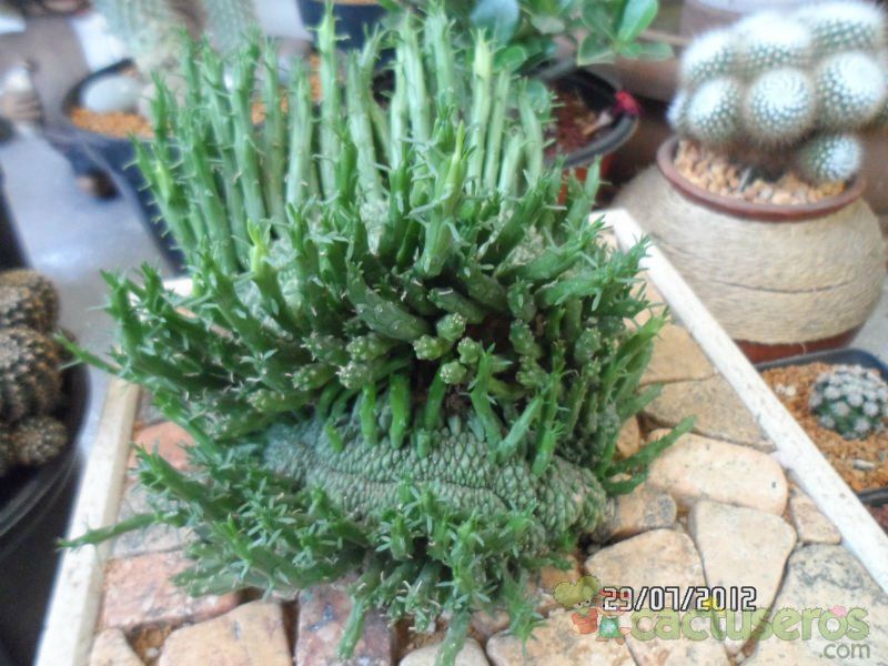 A photo of Euphorbia flanaganii fma. crestada