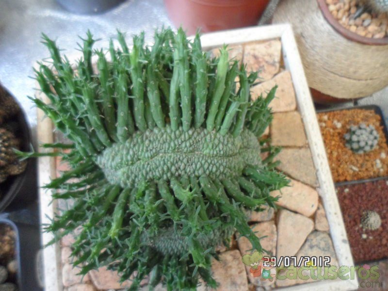 A photo of Euphorbia flanaganii fma. crestada