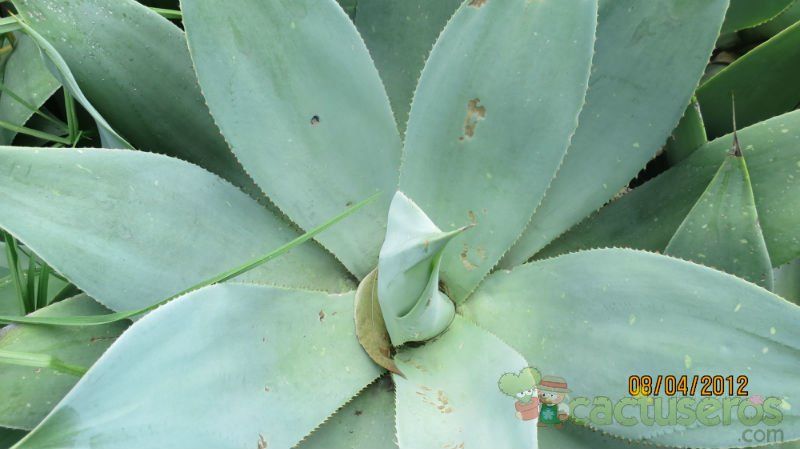A photo of Agave mitis
