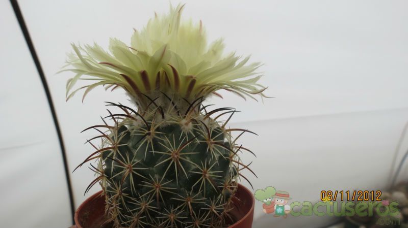 Una foto de Coryphantha salm-dyckiana