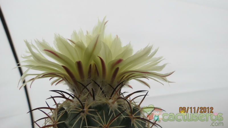 Una foto de Coryphantha salm-dyckiana