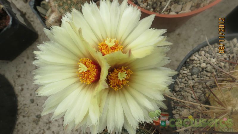 Una foto de Coryphantha salm-dyckiana