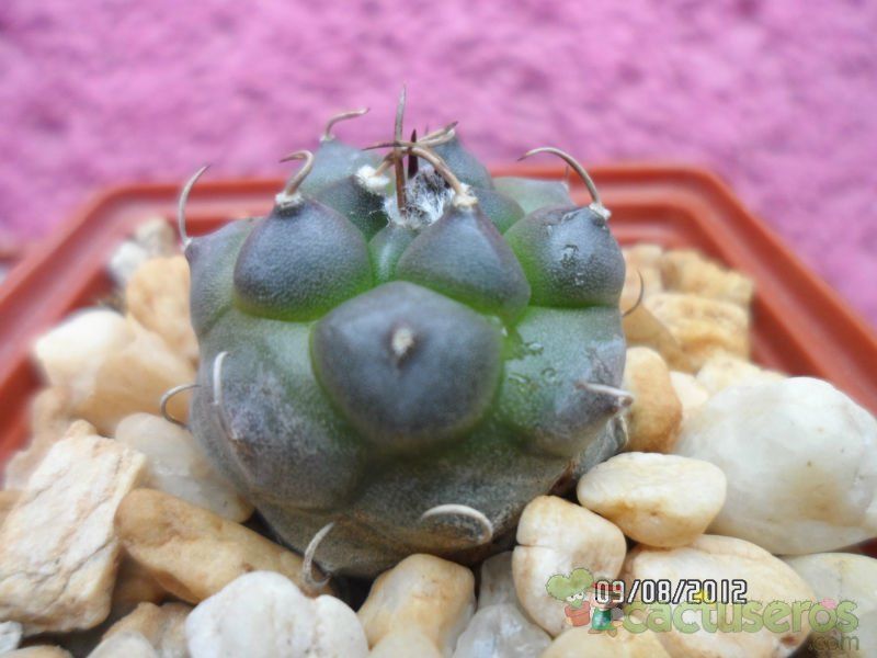 A photo of Turbinicarpus schmiedickeanus subsp. klinkerianus