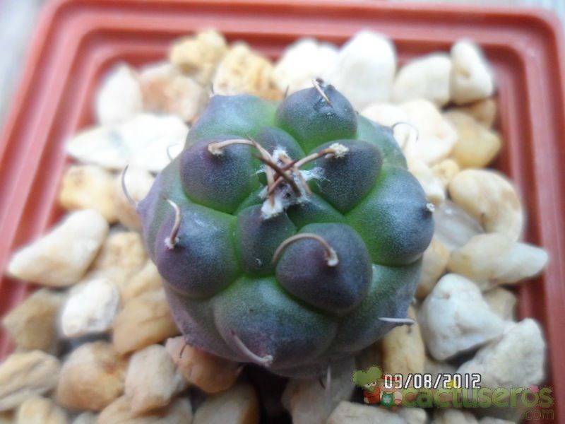 A photo of Turbinicarpus schmiedickeanus subsp. klinkerianus