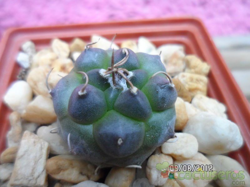 A photo of Turbinicarpus schmiedickeanus subsp. klinkerianus