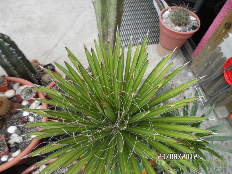 A photo of Yucca filifera
