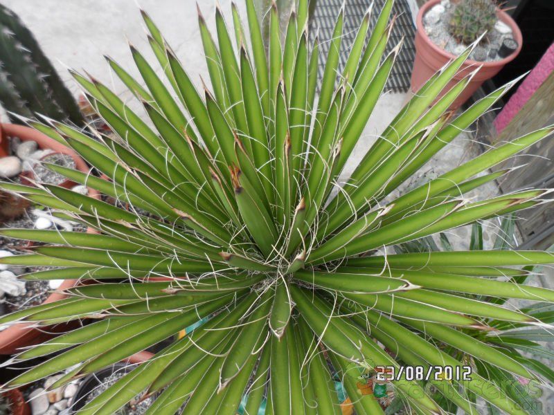 A photo of Yucca filifera