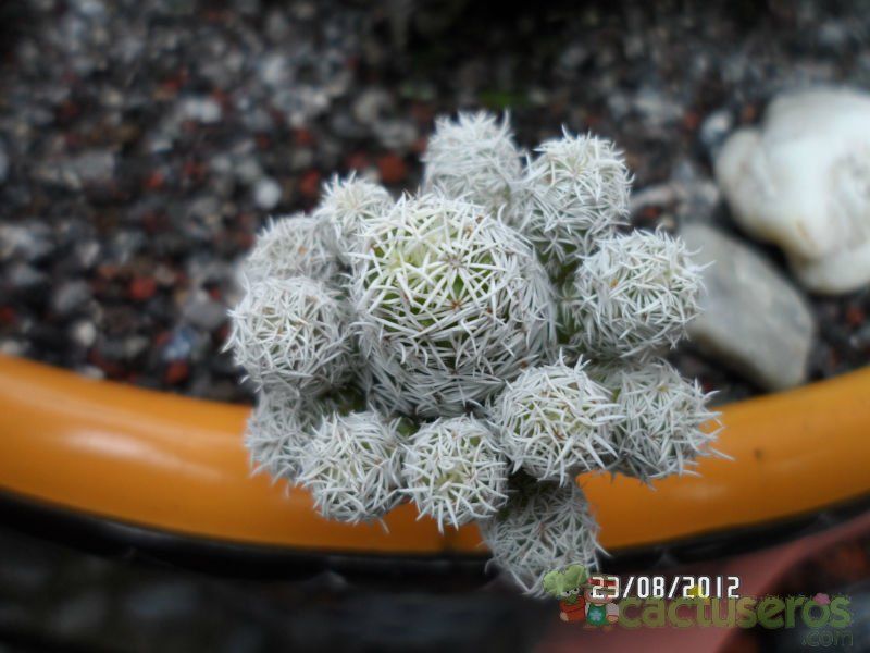 Una foto de Mammillaria gracilis