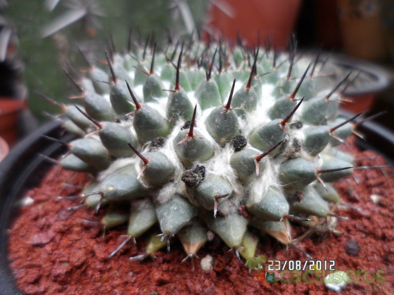 Una foto de Mammillaria sempervivi