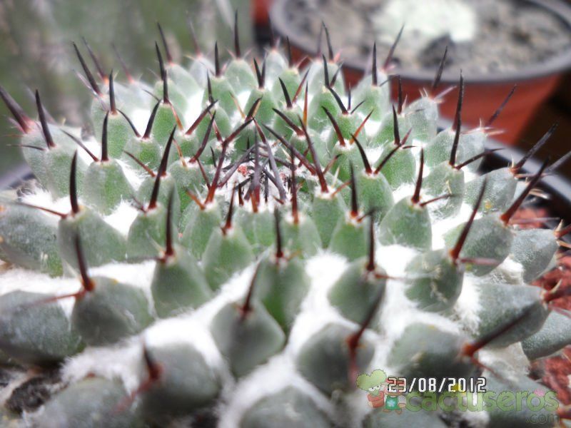 A photo of Mammillaria sempervivi
