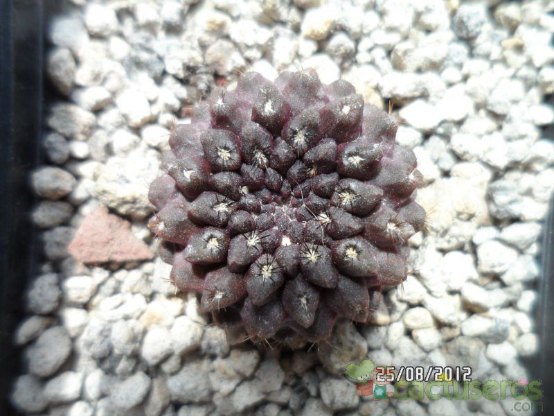 Una foto de Eriosyce napina ssp. glabrescens