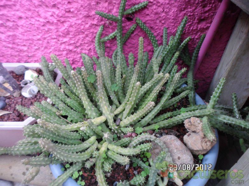 Una foto de Huernia aspera
