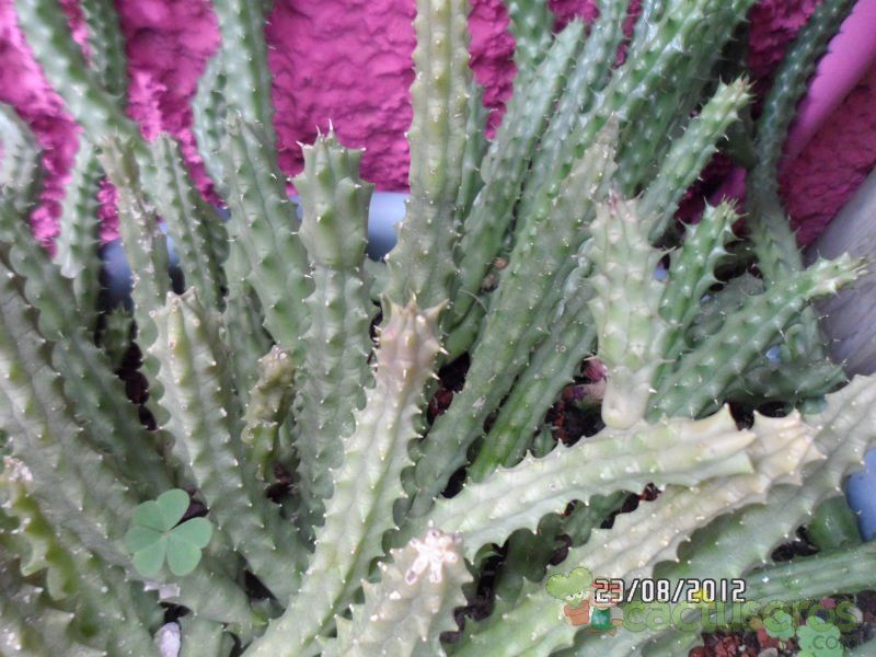 Una foto de Huernia aspera