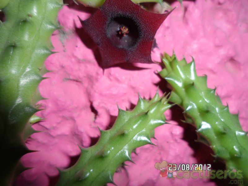 Una foto de Huernia aspera