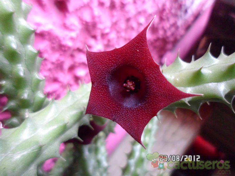 Una foto de Huernia aspera