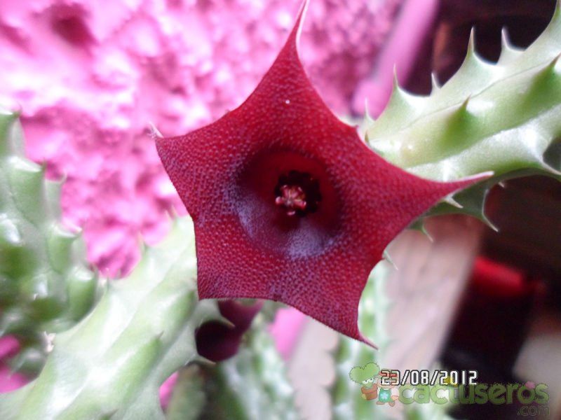 Una foto de Huernia aspera