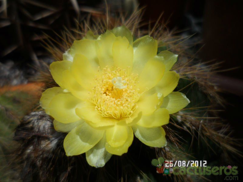 A photo of Parodia schumanniana