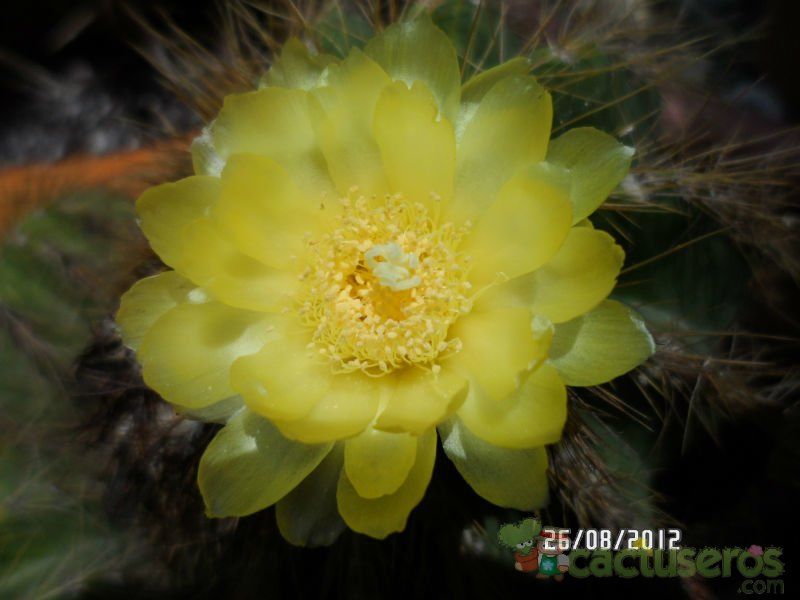 A photo of Parodia schumanniana