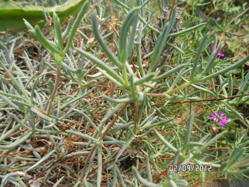 Una foto de Lampranthus multiradiatus