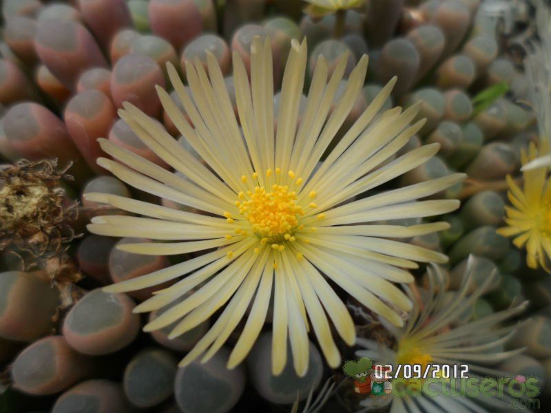 A photo of Fenestraria aurantiaca