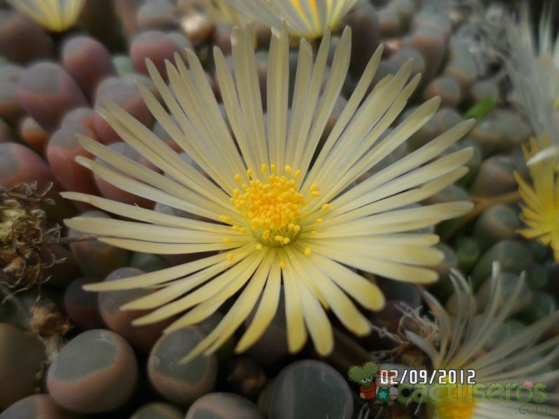Una foto de Fenestraria aurantiaca
