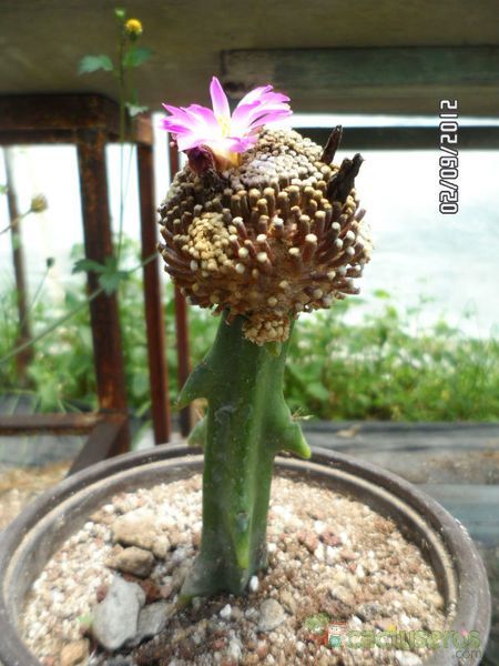 A photo of Mammillaria luethyi