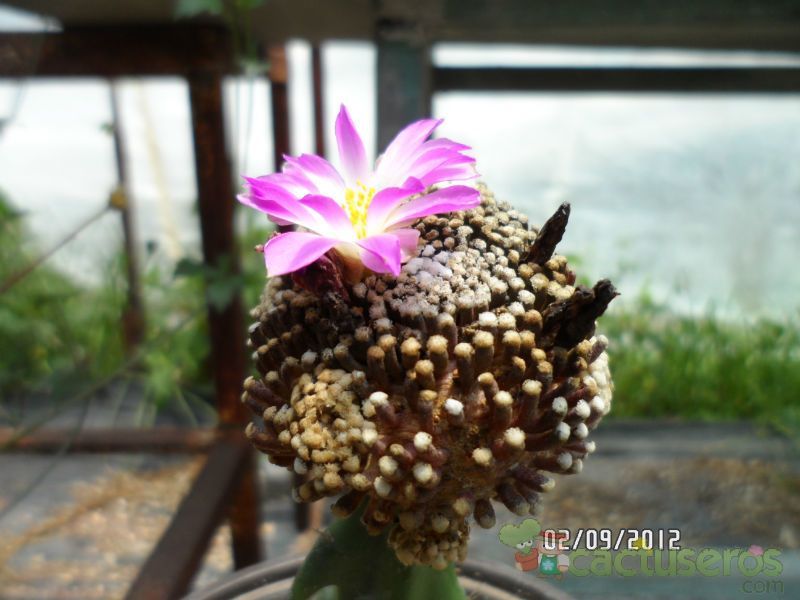 A photo of Mammillaria luethyi