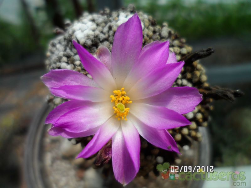 A photo of Mammillaria luethyi