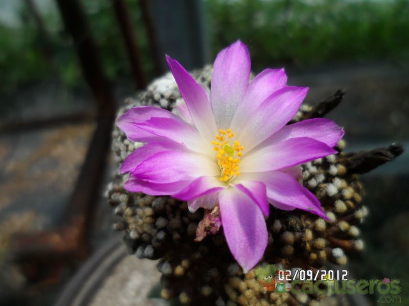 A photo of Mammillaria luethyi