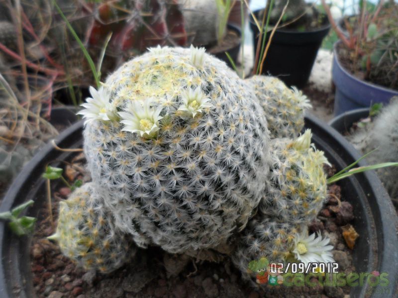 Una foto de Mammillaria schiedeana