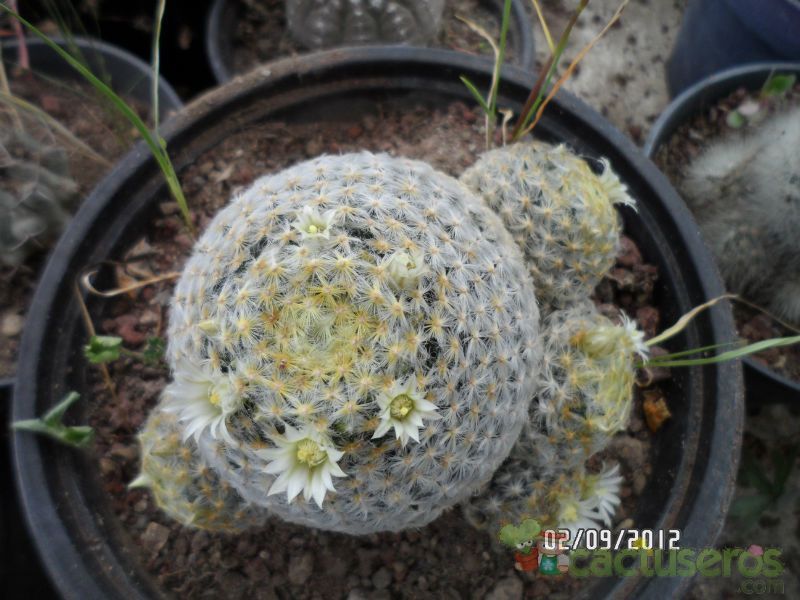 Una foto de Mammillaria schiedeana