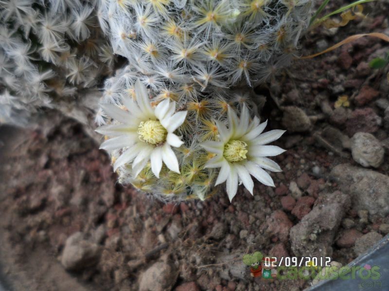 Una foto de Mammillaria schiedeana