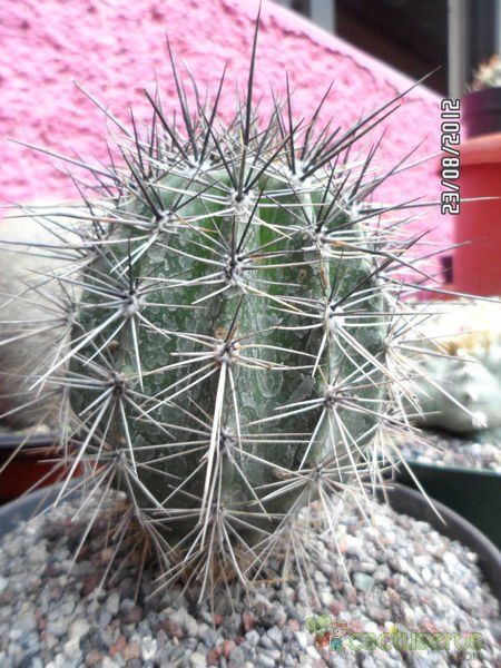 A photo of Carnegiea gigantea