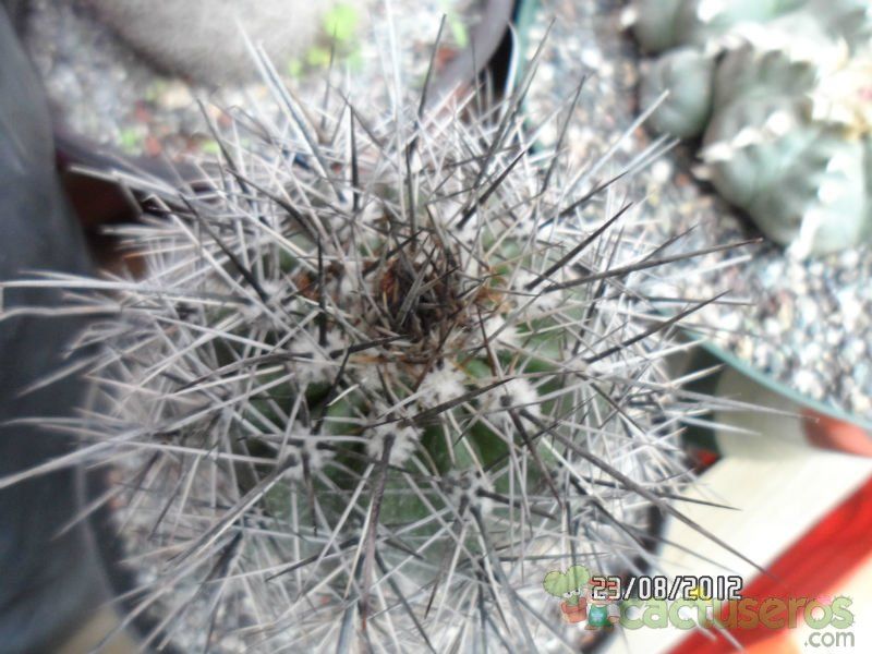 A photo of Carnegiea gigantea