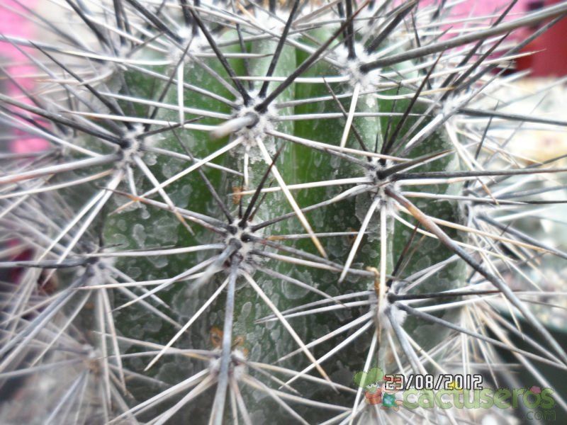 A photo of Carnegiea gigantea