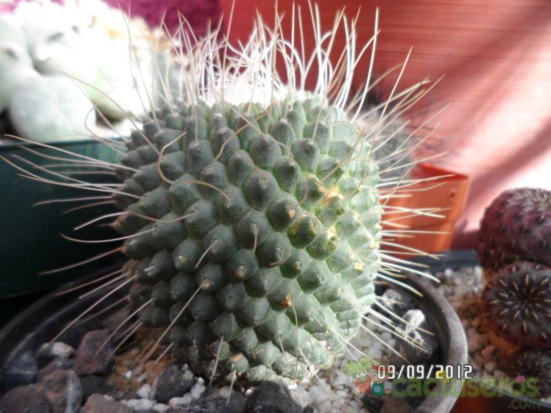 Una foto de Mammillaria spinosissima fma. unpico