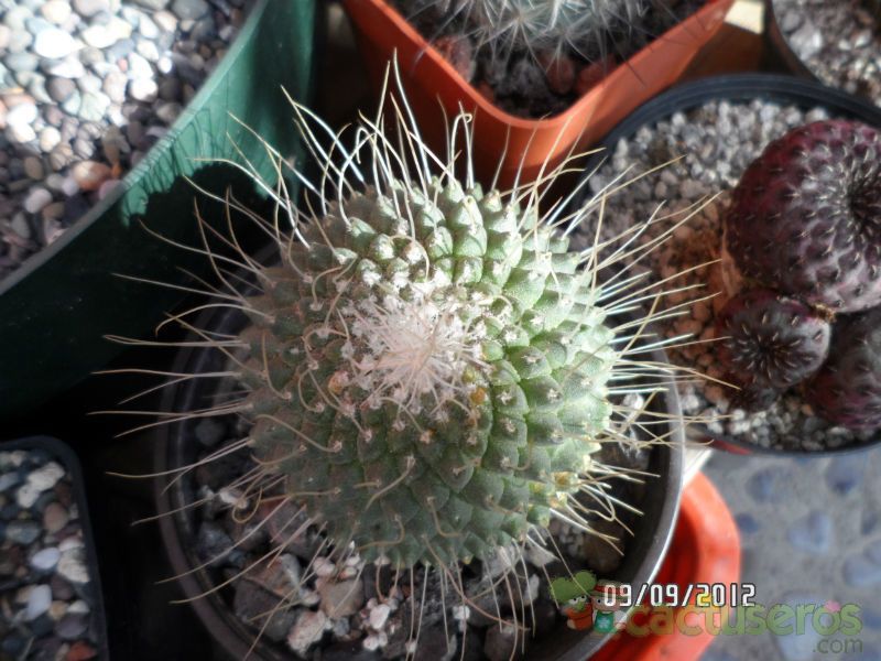 Una foto de Mammillaria spinosissima fma. unpico