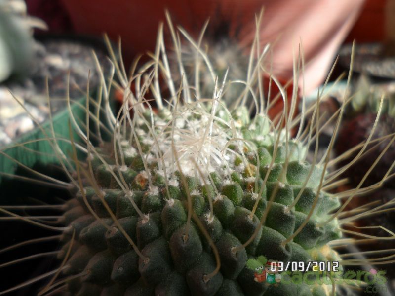 Una foto de Mammillaria spinosissima fma. unpico