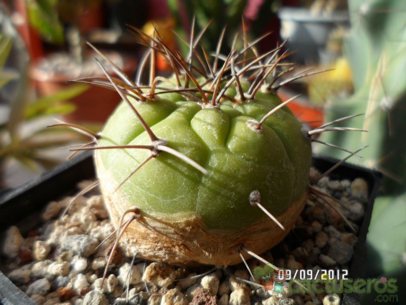 Una foto de Matucana madisoniorum