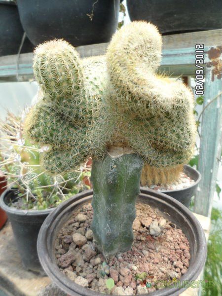 A photo of Echinocereus pectinatus ssp. pectinatus fma. crestada