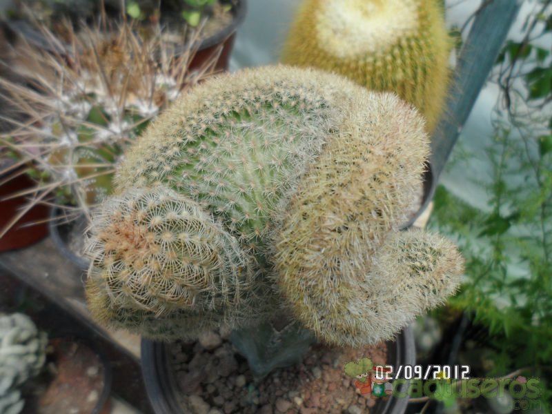 A photo of Echinocereus pectinatus ssp. pectinatus fma. crestada