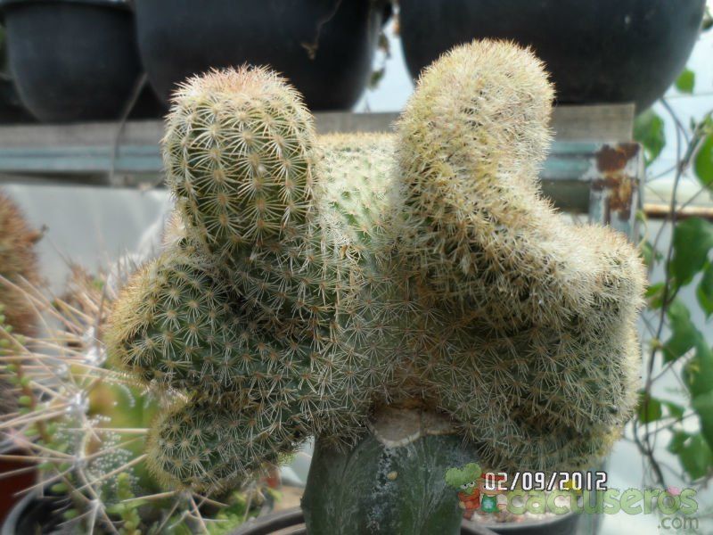 A photo of Echinocereus pectinatus ssp. pectinatus fma. crestada