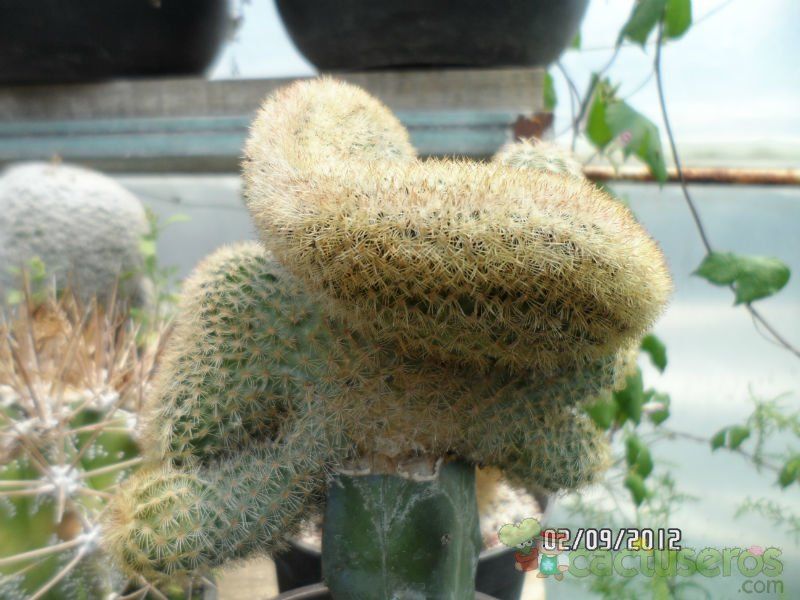 A photo of Echinocereus pectinatus ssp. pectinatus fma. crestada
